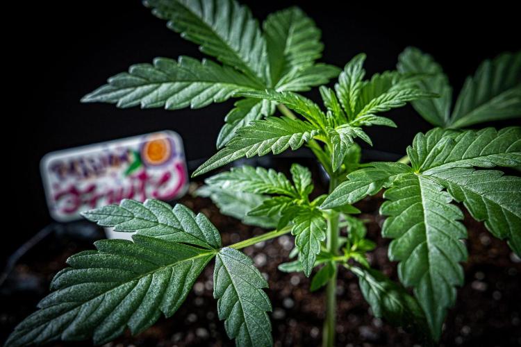 Passion Fruitz Automatic Zamnesia. Week 3 - Day 18