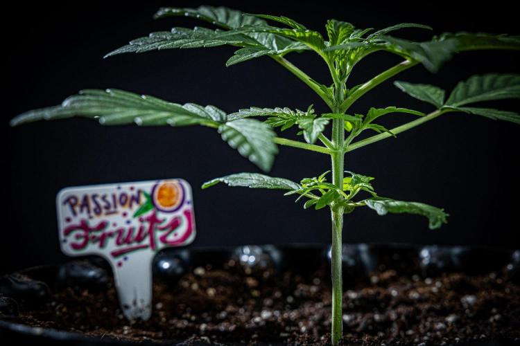 Passion Fruitz Automatic Zamnesia. Week 3 - Day 18