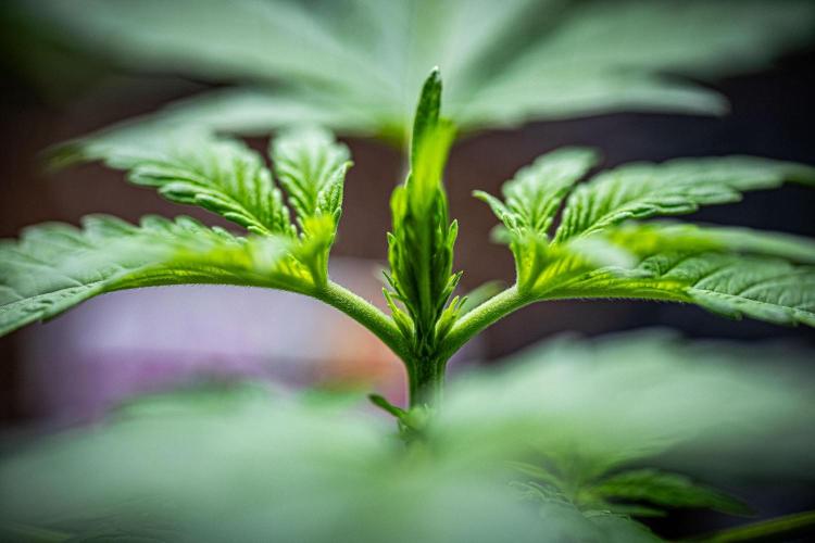 Passion Fruitz Automatic Zamnesia. Week 3 - Day 19