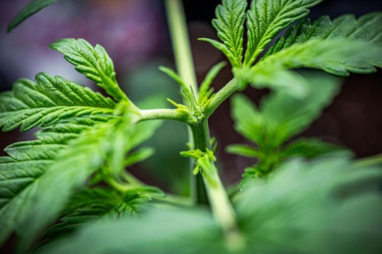 Passion Fruitz Automatic Zamnesia. Week 3 - Day 19