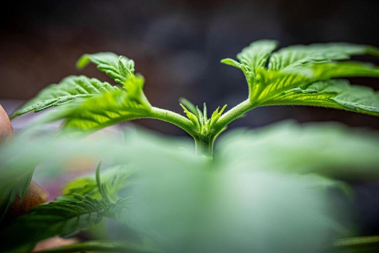 Passion Fruitz Automatic Zamnesia. Week 3 - Day 19