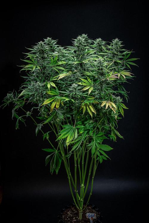 Auto Gelato Pyramid Seeds. Week 10 - Day 68