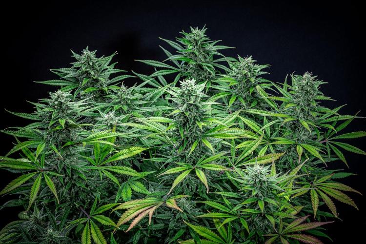 Auto Gelato Pyramid Seeds. Week 10 - Day 68