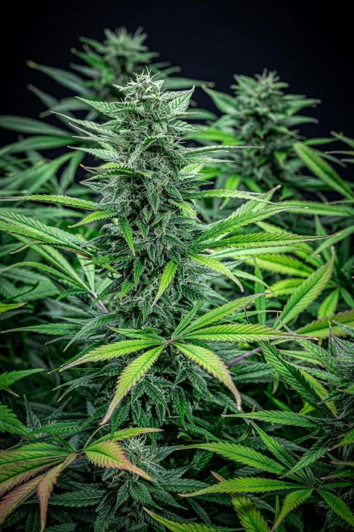 Auto Gelato Pyramid Seeds. Week 10 - Day 68