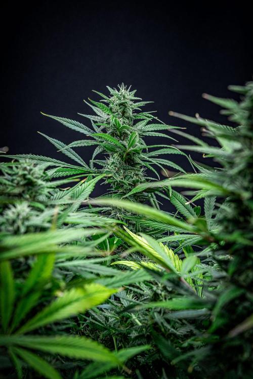 Auto Gelato Pyramid Seeds. Week 10 - Day 68