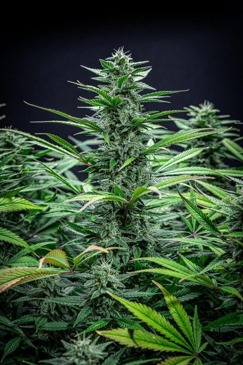 Auto Gelato Pyramid Seeds. Week 10 - Day 68