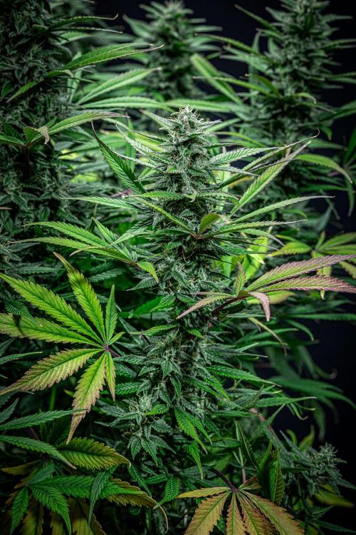 Auto Gelato Pyramid Seeds. Week 10 - Day 68