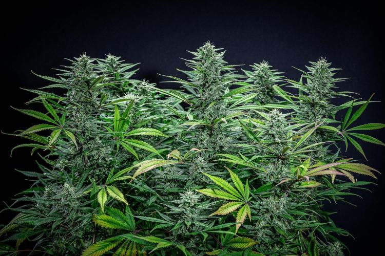 Auto Gelato Pyramid Seeds. Week 10 - Day 68