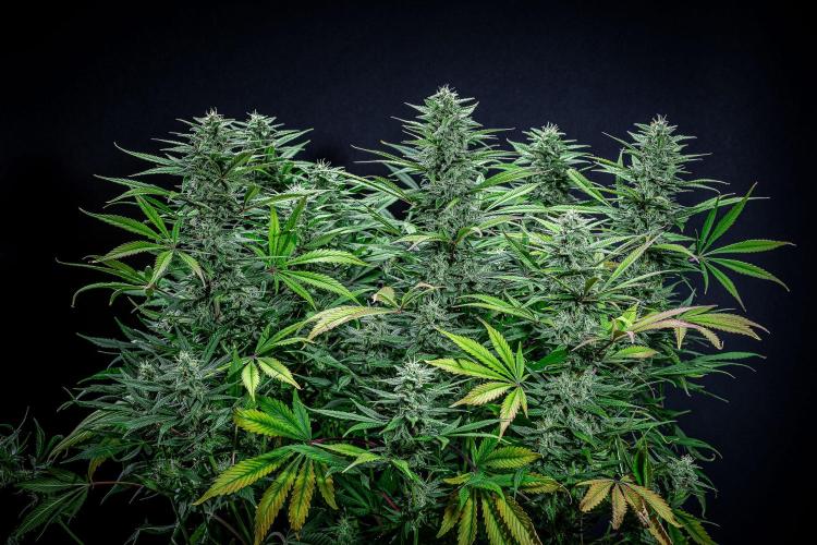 Auto Gelato Pyramid Seeds. Week 10 - Day 68