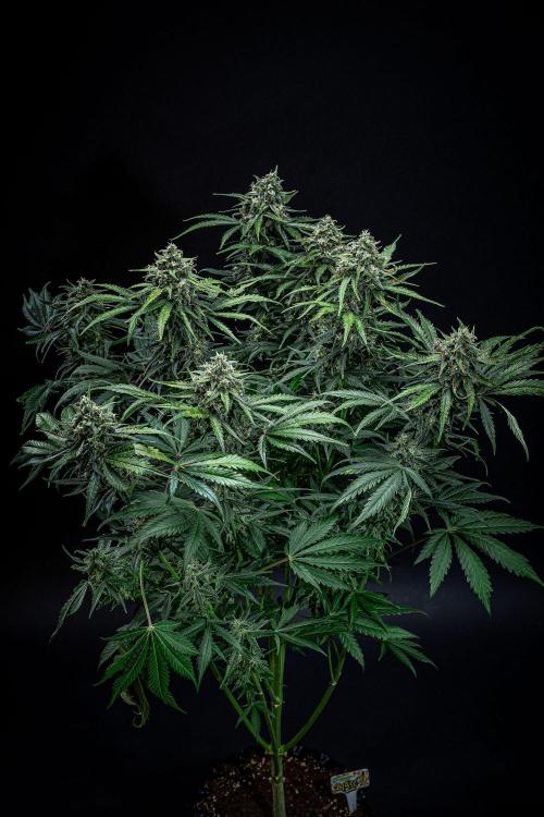 Banana Blaze Auto Dutch Passion. Week 10 - Day 70