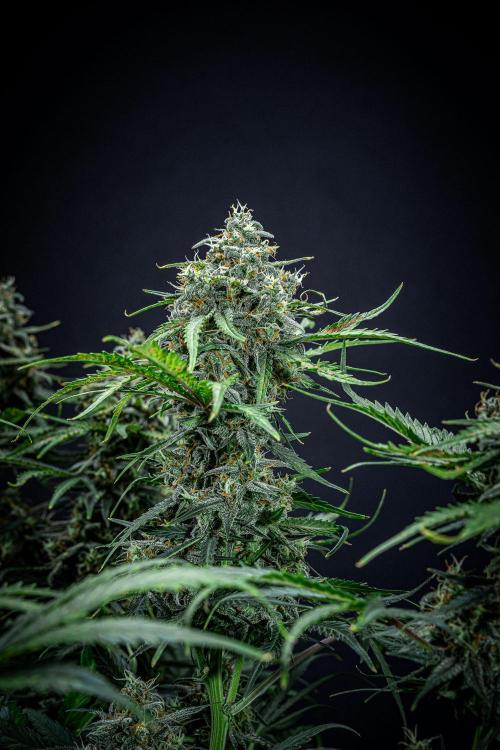 Banana Blaze Auto Dutch Passion. Week 10 - Day 70