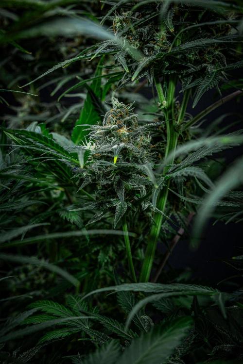 Banana Blaze Auto Dutch Passion. Week 10 - Day 70