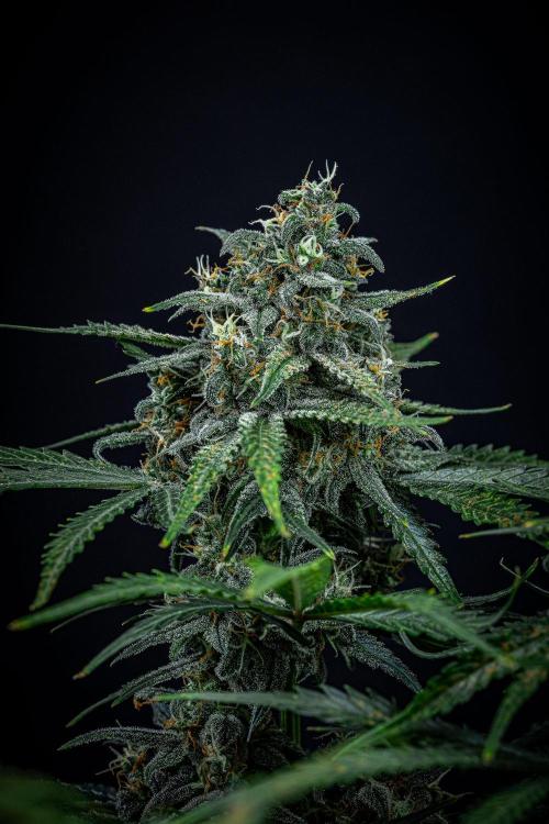 Banana Blaze Auto Dutch Passion. Week 10 - Day 70