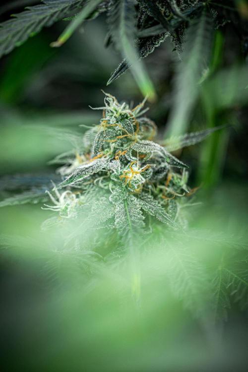 Banana Blaze Auto Dutch Passion. Week 10 - Day 70