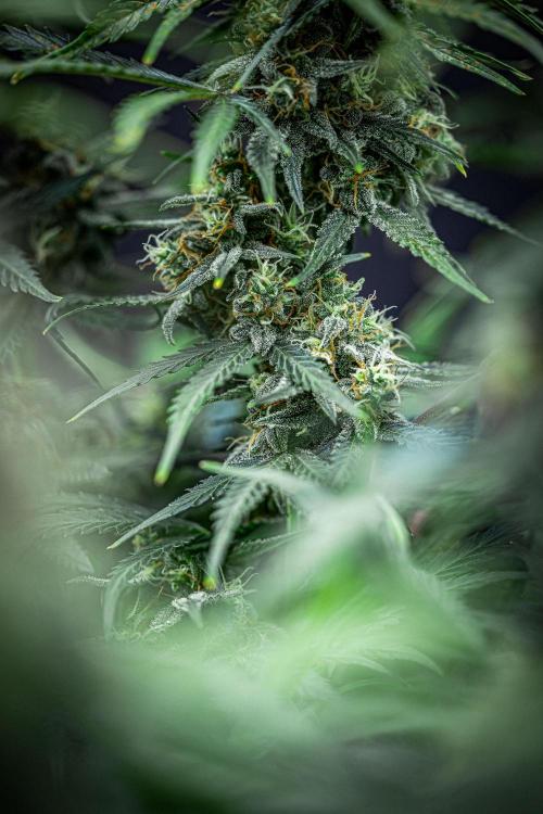 Banana Blaze Auto Dutch Passion. Week 10 - Day 70