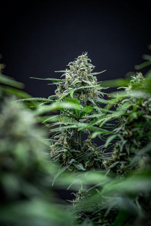 Banana Blaze Auto Dutch Passion. Week 10 - Day 70