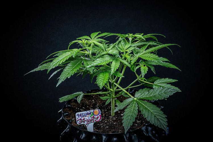 Passion Fruitz Automatic Zamnesia. Week 4 - Day 26