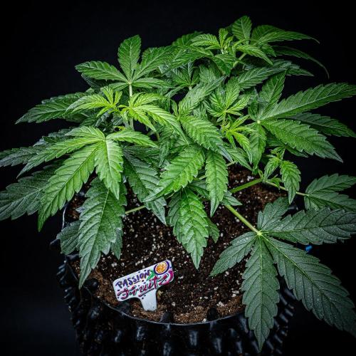 Passion Fruitz Automatic Zamnesia. Week 4 - Day 26