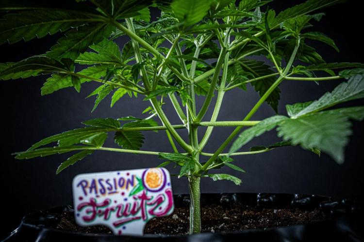 Passion Fruitz Automatic Zamnesia. Week 4 - Day 26