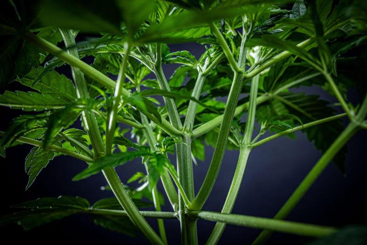 Passion Fruitz Automatic Zamnesia. Week 4 - Day 26