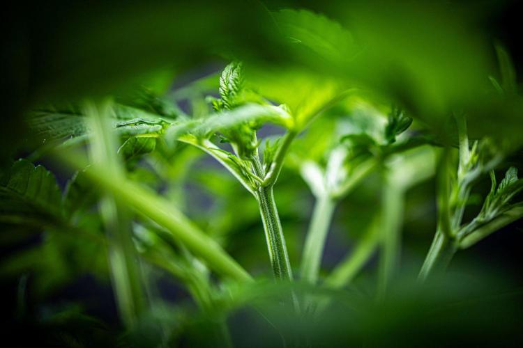 Passion Fruitz Automatic Zamnesia. Week 4 - Day 26