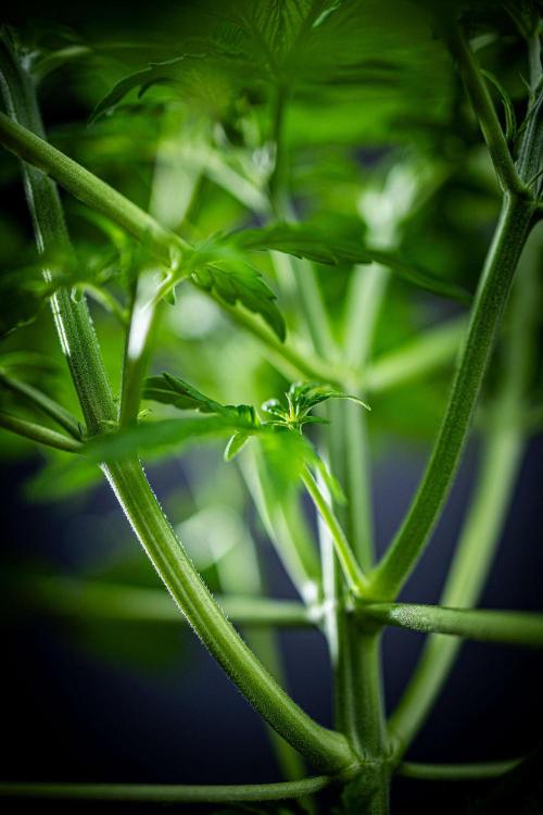 Passion Fruitz Automatic Zamnesia. Week 4 - Day 26