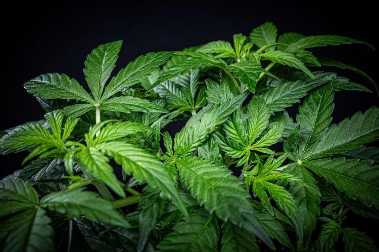 Passion Fruitz Automatic Zamnesia. Week 4 - Day 26