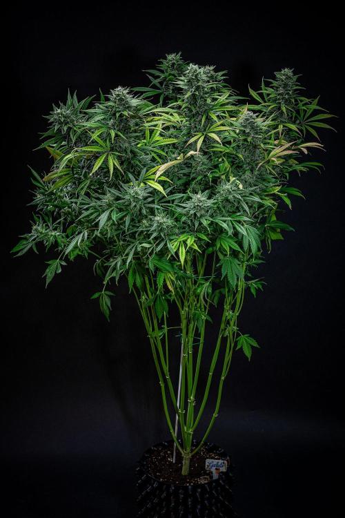 Auto Gelato Pyramid Seeds. Week 11 - Day 75