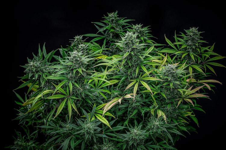 Auto Gelato Pyramid Seeds. Week 11 - Day 75