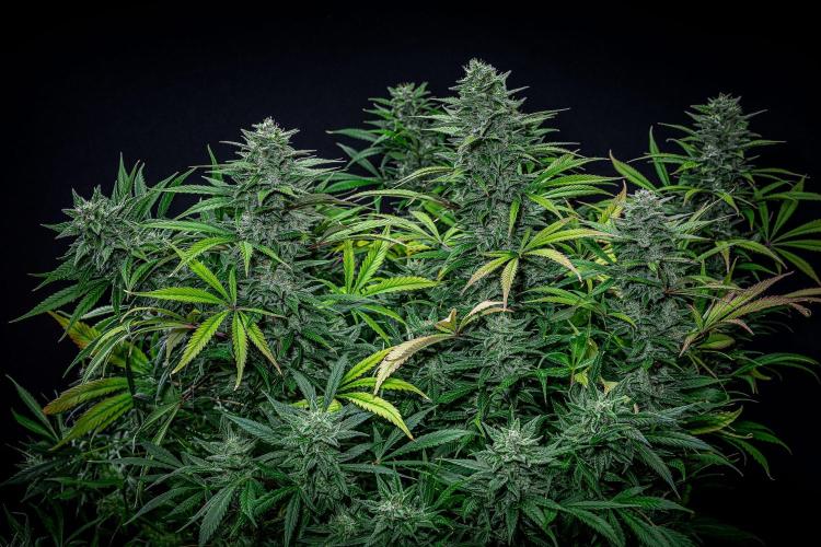 Auto Gelato Pyramid Seeds. Week 11 - Day 75