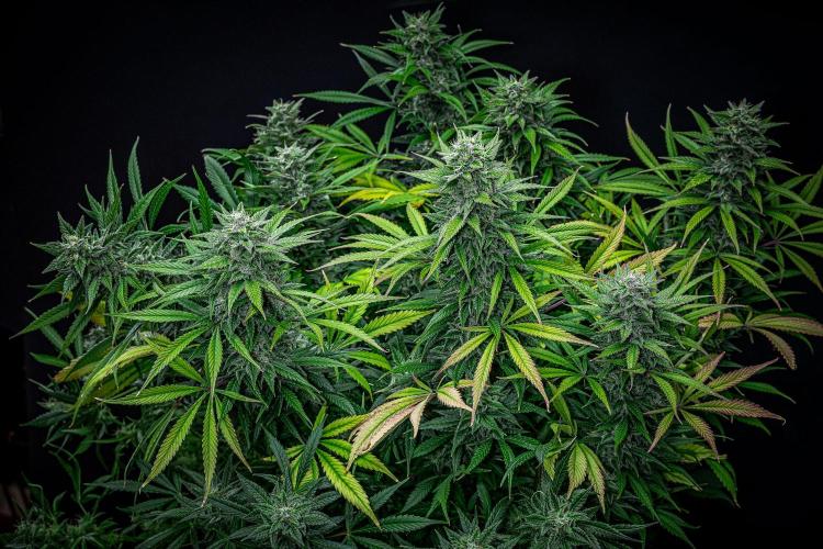 Auto Gelato Pyramid Seeds. Week 11 - Day 75