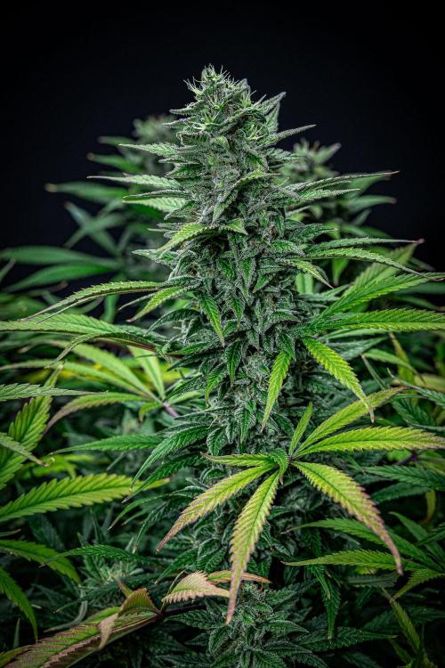 Auto Gelato Pyramid Seeds. Week 11 - Day 75