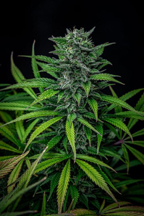 Auto Gelato Pyramid Seeds. Week 11 - Day 75