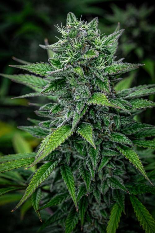 Auto Gelato Pyramid Seeds. Week 11 - Day 75