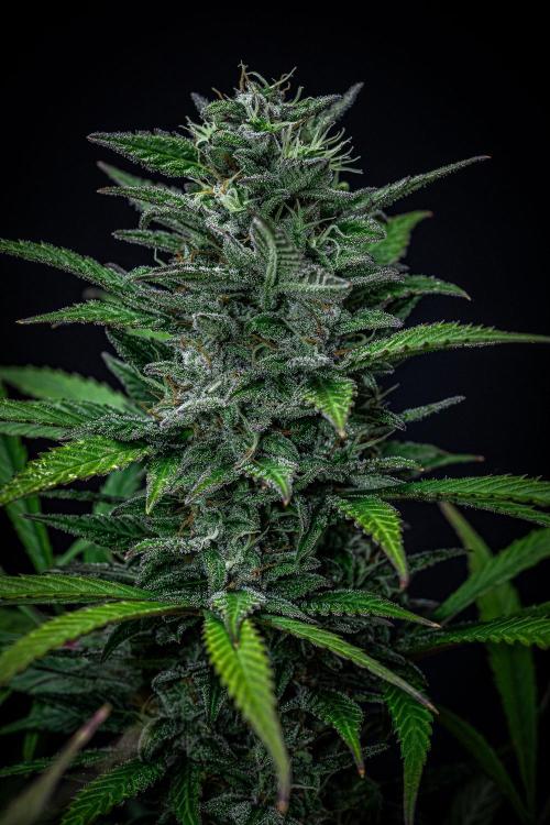 Auto Gelato Pyramid Seeds. Week 11 - Day 75