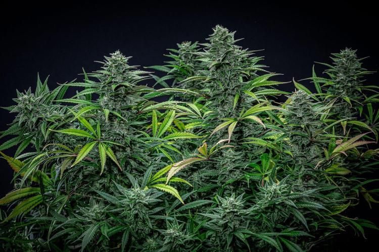 Auto Gelato Pyramid Seeds. Week 11 - Day 75