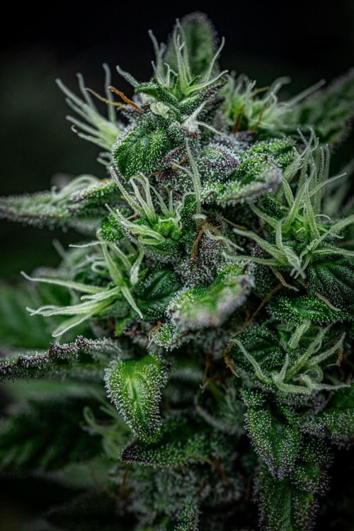 Auto Gelato Pyramid Seeds. Week 11 - Day 75