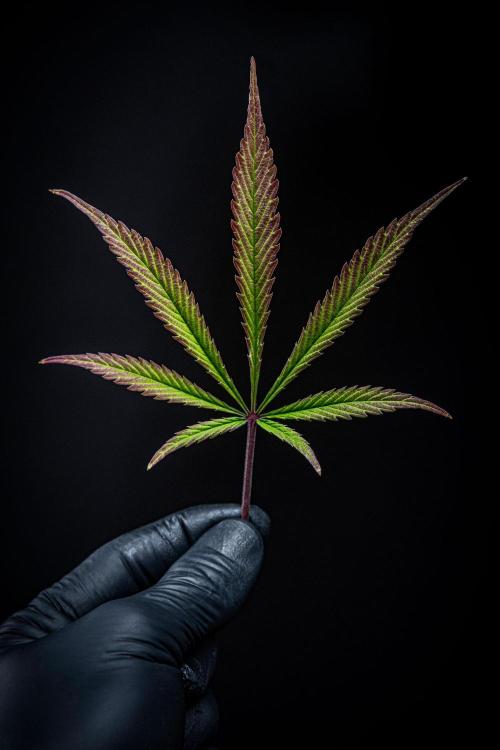 Auto Gelato Pyramid Seeds. Week 11 - Day 75