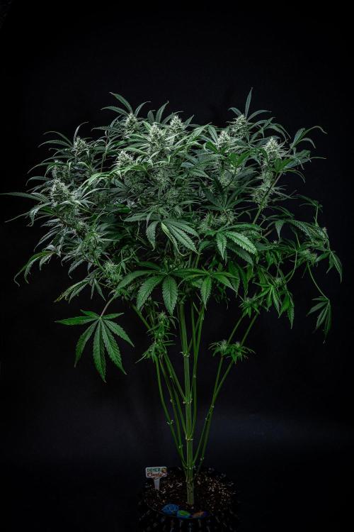 Chemical Candy Green House Seeds. Week 10 - Day 68