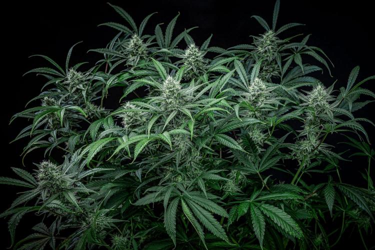 Chemical Candy Green House Seeds. Week 10 - Day 68