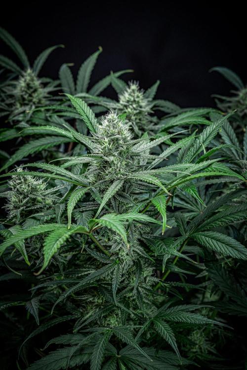 Chemical Candy Green House Seeds. Week 10 - Day 68