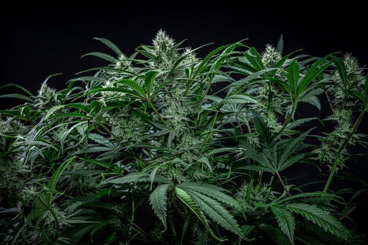 Chemical Candy Green House Seeds. Week 10 - Day 68