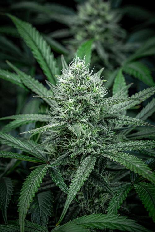 Chemical Candy Green House Seeds. Week 10 - Day 68