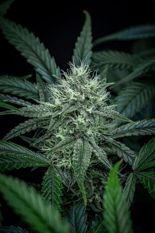 Chemical Candy Green House Seeds. Week 10 - Day 68