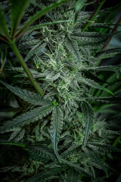 Chemical Candy Green House Seeds. Week 10 - Day 68
