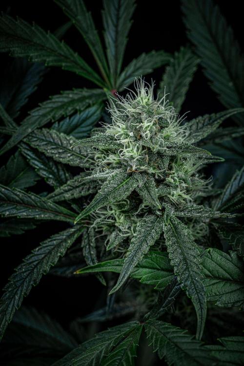 Chemical Candy Green House Seeds. Week 10 - Day 68