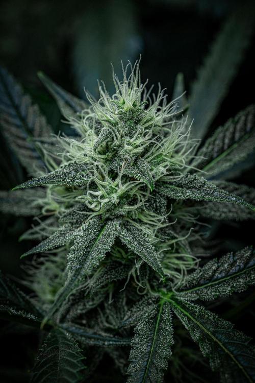 Chemical Candy Green House Seeds. Week 10 - Day 68