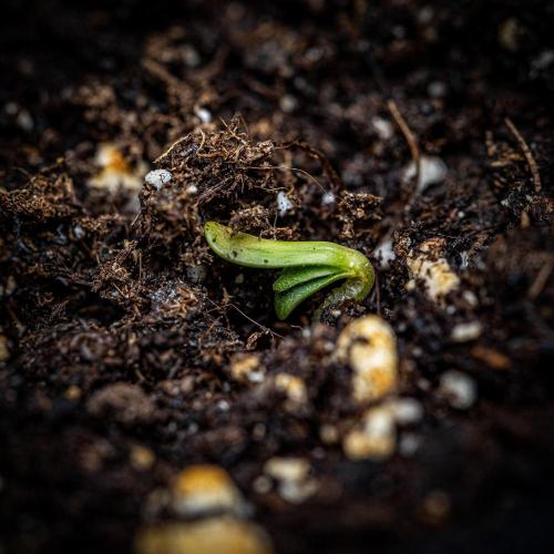 Strawberry Zkittlez Auto Ganja Farmer. Week 0 - Hello little girl!