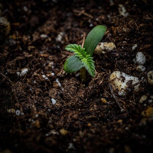 Strawberry Zkittlez Auto Ganja Farmer. Week 1 - Day 2