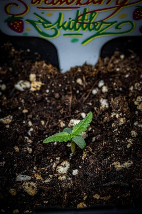 Strawberry Zkittlez Auto Ganja Farmer. Week 1 - Day 5